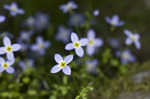 Bluets